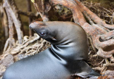 Sea Lion.Cocha de Perla.Isabela.Galapagos