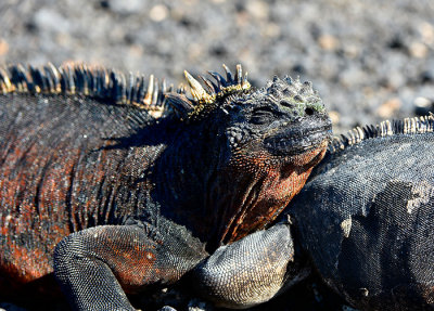 land Iguana only found in Galapagos