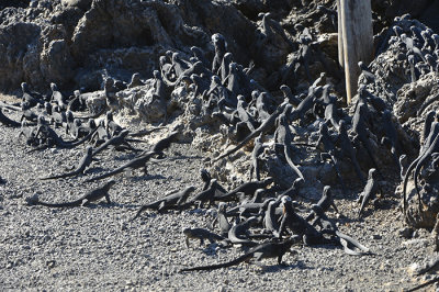 babies land Iguanas.Las Tintoreras.Isabela