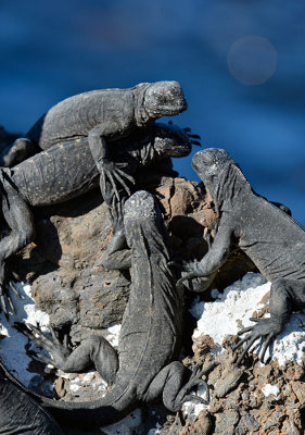 Land Iguanas.Las Tintoreras.Isabela Island