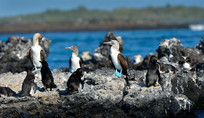 Blue footed Boobies & Galapagos Penguin
