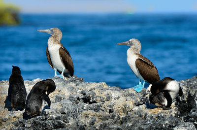 Blue footed Boobies & Galapagos Penguin