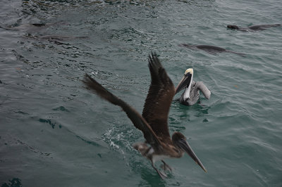 pelicans & sea lions at Puerto Villamil port