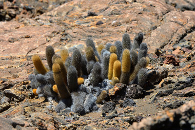Bartolome's Cactus