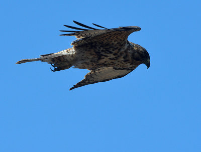 hawk flying on the top Bartolome
