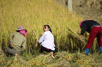 Lủng C đang trong ma gặt la.