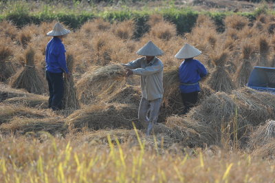 Ma gặt la ở Trng Khnh.Cao Bằng