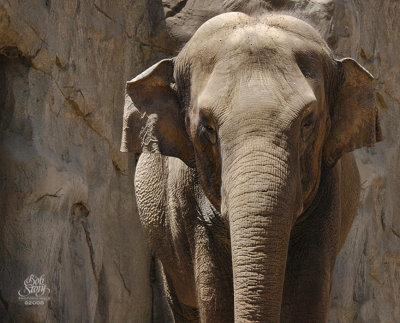 Indian Elephant - with smaller ears than the African.