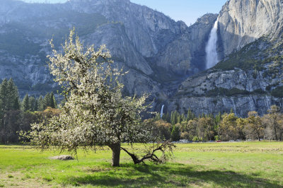 Dogwood Tree and Yosemite Falls