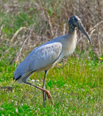Wood Stork - Florida