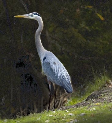 Great Blue Heron