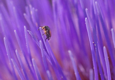  Beetle in a wild artichoke flower