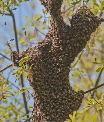 Bee Bivouac, no that's not my cat being attacked by bees.