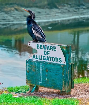 Cormorant, on a Florida golf course.