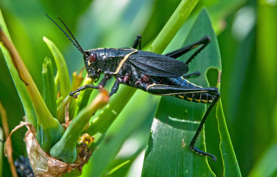 Black Grasshopper or Devils Horse - New Orleans Plantation