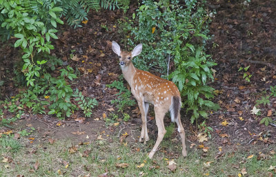 Fawn in our Back Yard