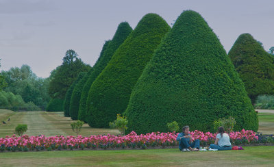 Hampton Court Garden Trees - want a job as a tree trimmer?