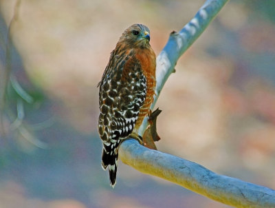 Red Shouldered Hawk 