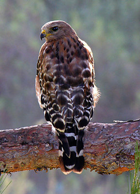 Red Shouldered Hawk.jpg 1