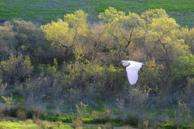 Egret