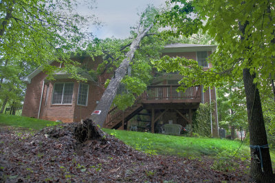 Fallen Oak Tree next door. 