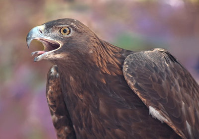 Golden Eagle