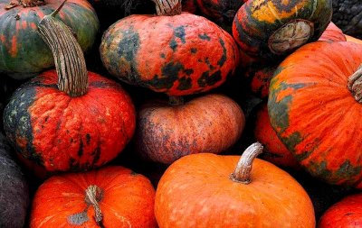 united colors of pumpkins