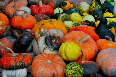 the colors of pumpkins.jpg