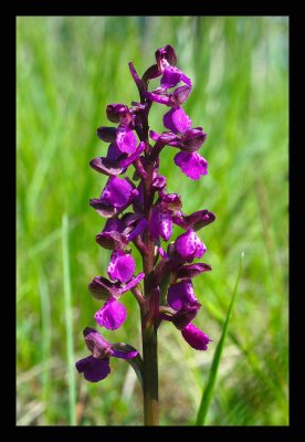 Orchis brembo river.jpg
