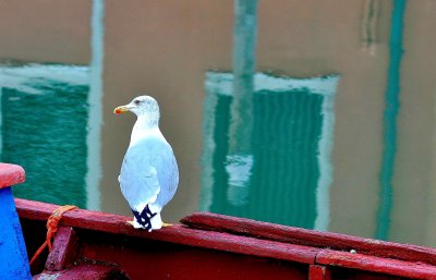 gull in Chioggia canal .jpg