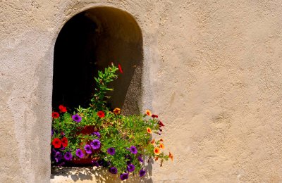 flowers in the wall.jpg