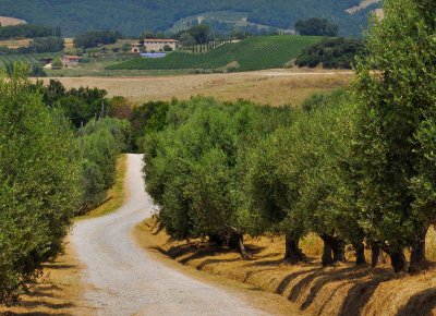 the Tuscany way.jpg