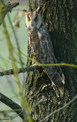 Long eared owl in Po delta .jpg