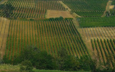 vineyards stripes 
