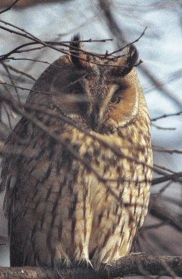 long eared owl with digiscoping .jpg