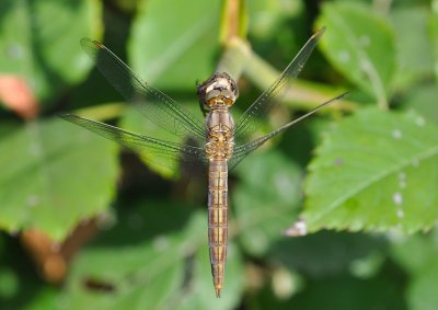 dragonfly in the park.jpg