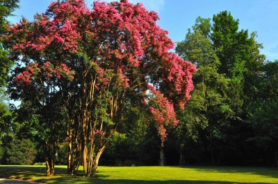an historical tree of Lagerstroemia.jpg