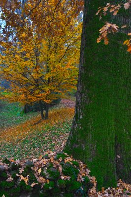 autumn in the Park of Grazzano.jpg
