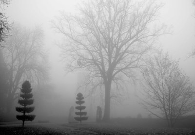 a strange tree in the fog.jpg