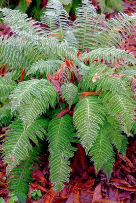 ferns with frost.jpg