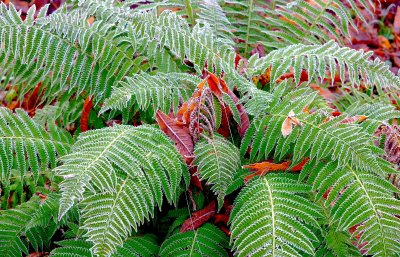 ferns green and red.jpg