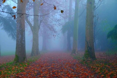 a way in the park.jpg