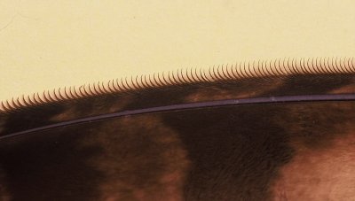 a detail of Long eared of primary feather .jpg