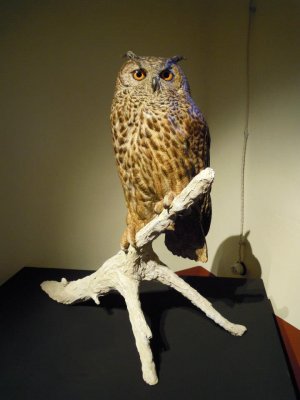 Eagle owl hiper realistic sculpture of Michele Vitaloni a guest star of festival dei gufi .jpg