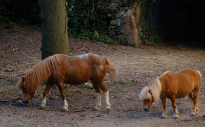 horse and pony in the castle .jpg