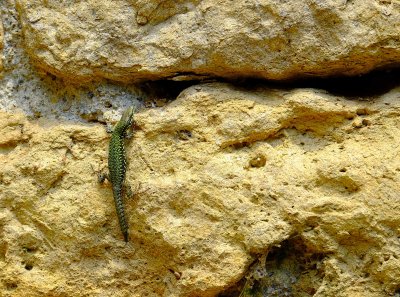 Lizard on the Volterra's wall.jpg