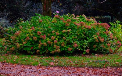 pink hydrangea in the Park in october.jpg