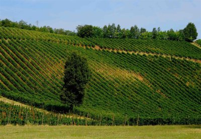 vineyards in Villa Barattieri's hills