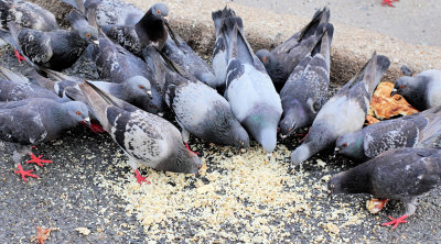 the pigeons - lunch time   topaz.jpg
