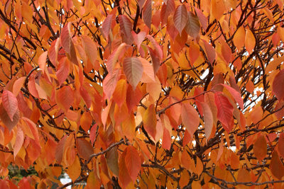 fall leaves    topaz 